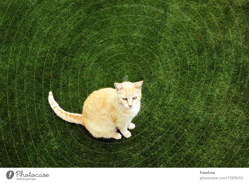 Oops, discovered! Environment Nature Plant Animal Grass Garden Meadow Pet Cat Animal face Pelt 1 Free Beautiful Near Natural Curiosity Green Orange Sit