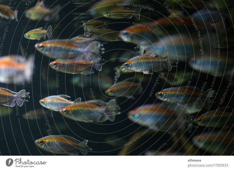 stream Animal Water Fish Aquarium Group of animals Movement Illuminate Swimming & Bathing Blue Gold Gray Orange Silver Patient Calm Equal Arrangement Flock