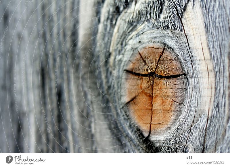 Woody Furniture Robust Crack & Rip & Tear Nature Tree trunk Joiner Macro (Extreme close-up) Brown Annual ring Firewood Close-up Eyes close range increase Heater