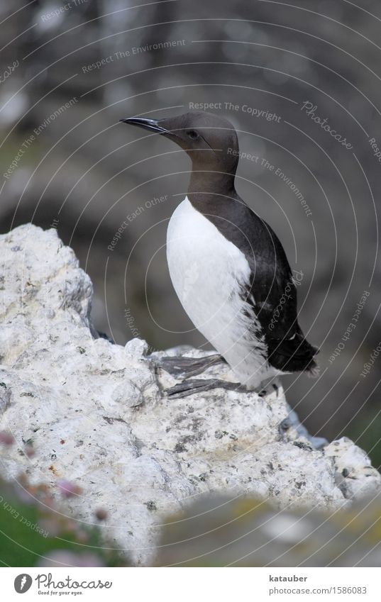 guillemot Nature Landscape Animal Summer Rock Coast Ocean Island Scotland Western islands lunga Wild animal Bird Common murre seabird 1 Observe Looking Sit Wait