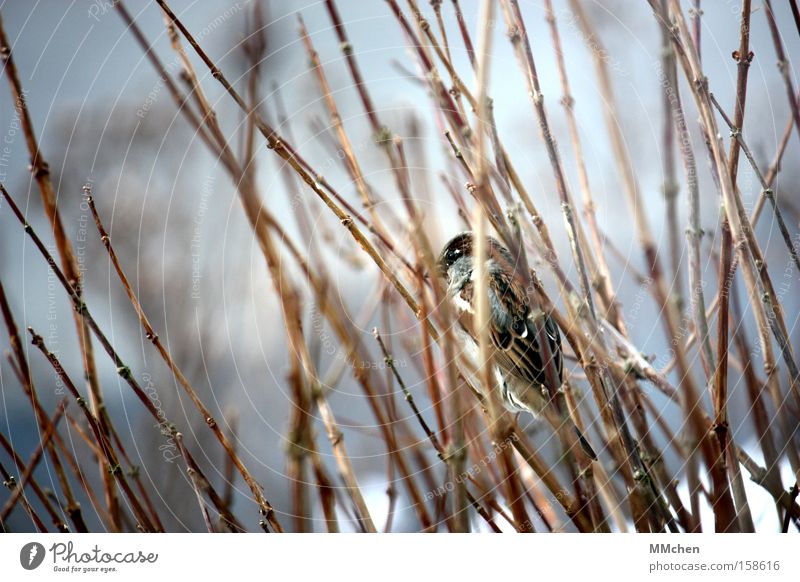 camouflage colours Bird Bushes Branch Sparrow Camouflage Decent Winter Hiding place Hide Cold Feather Garden Park disguised