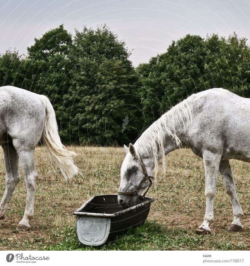 Moldy Environment Nature Animal Sky Cloudless sky Beautiful weather Meadow Field Farm animal Horse 2 Funny White Gray (horse) Pasture Watering Hole