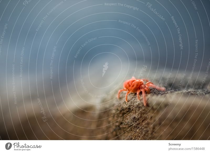 On the wall, on the lookout... Nature Animal Rock Mite Insect 1 Crawl Small Red velvet mite Velvety Stone Colour photo Exterior shot Macro (Extreme close-up)