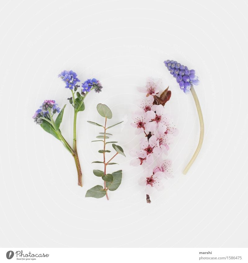 Spring flowering plants III Nature Plant Summer Flower Bushes Leaf Blossom Foliage plant Moody Eucalyptus tree Forget-me-not Muscari blood plum Cherry blossom