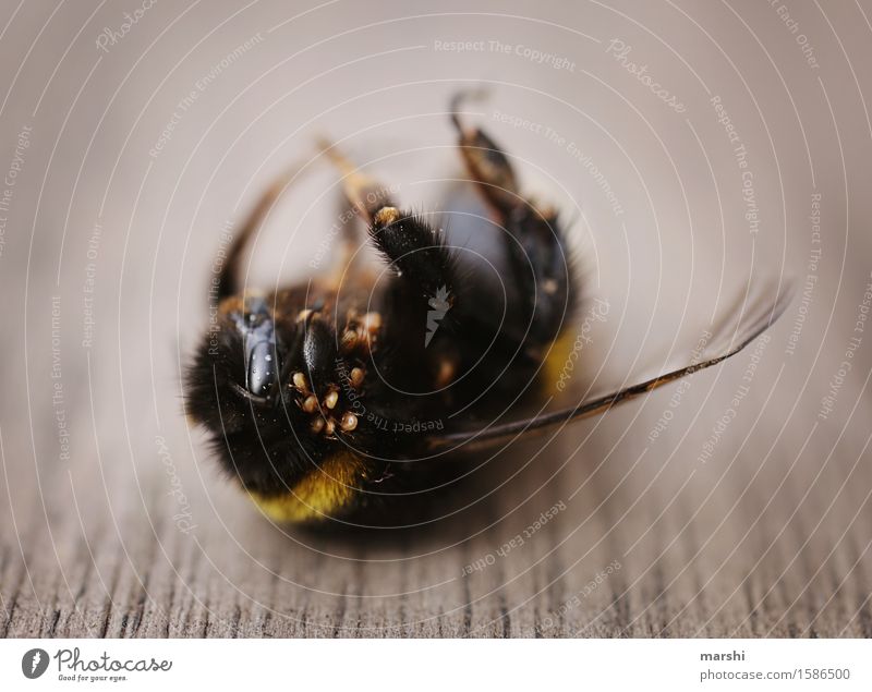 bumblebee life Nature Animal Wild animal Dead animal 1 Moody Decay Bumble bee Spin Disgust Wing Insect Colour photo Exterior shot Close-up Detail