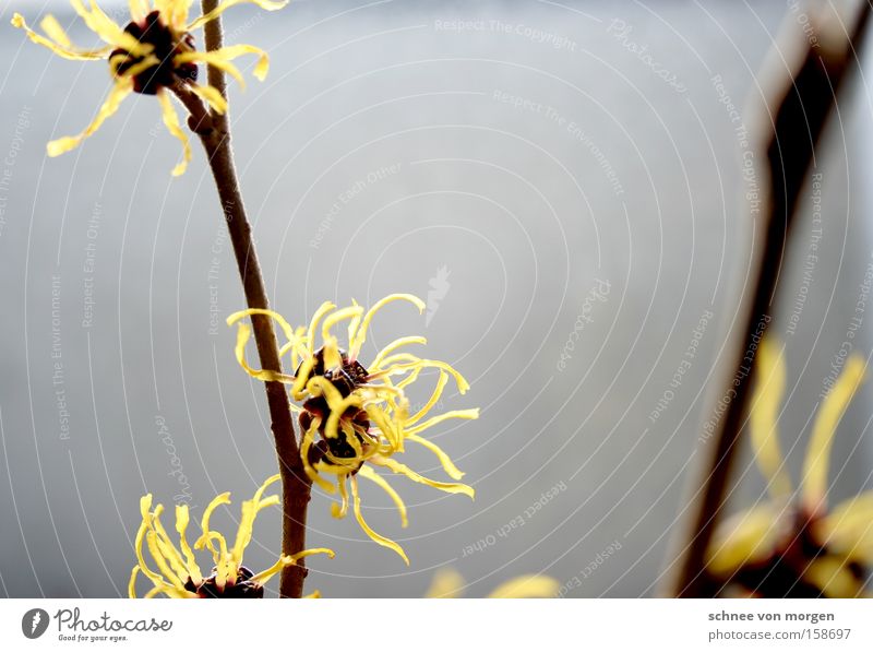 magic blossom Hamamelis japonica Tree Blossom Yellow Gray Flower Bushes Macro (Extreme close-up) Close-up Spring witch hazel