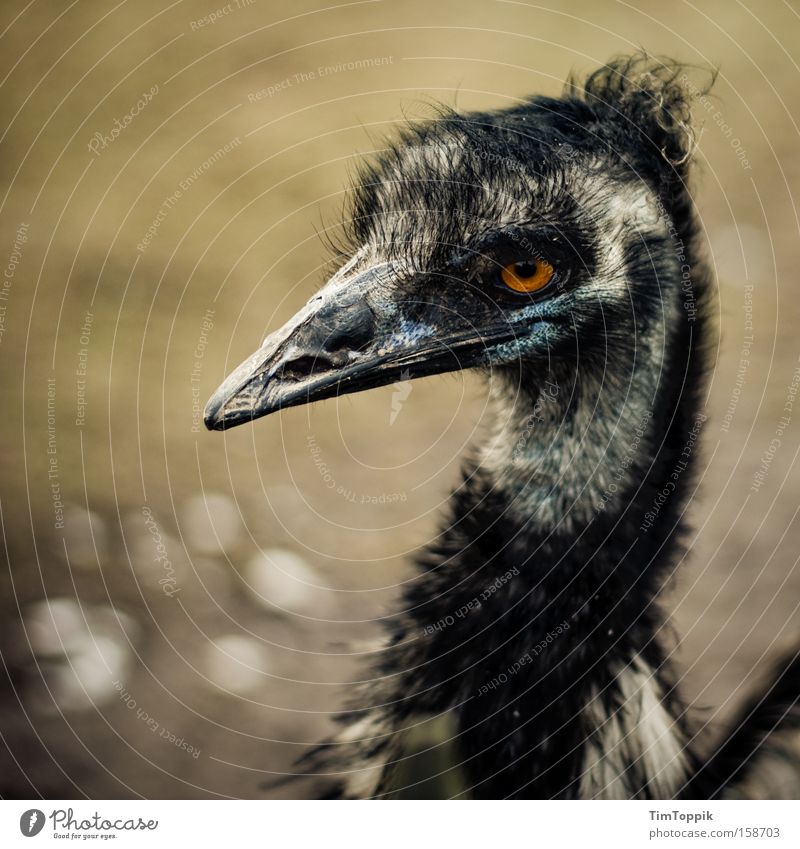 Germany's Next Top Emu Bird Zoo Beak Looking Feather Flightless bird Hideous Berlin zoo Evil Australia Beautiful