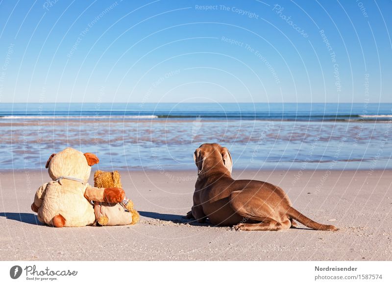 wanderlust Vacation & Travel Freedom Summer vacation Beach Ocean Sand Water Cloudless sky Beautiful weather North Sea Baltic Sea Animal Dog Teddy bear