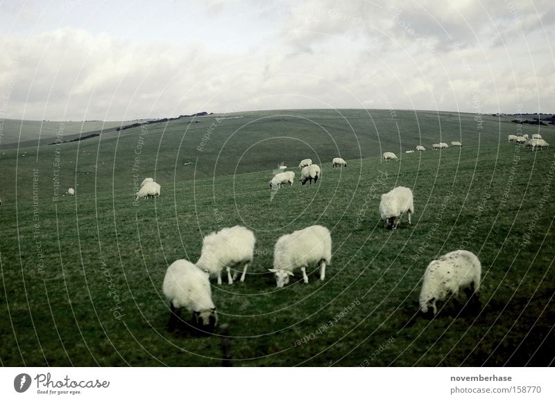 cloudy lawnmowers Sheep Herd Grass Clouds Blue Green Animal Earth Nature England White Landscape Plain Lawnmower Wool