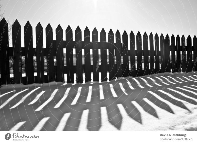 Last winterdays Black & white photo Exterior shot Structures and shapes Day Light Shadow Contrast Silhouette Sunlight Sunbeam Winter Snow Ice Frost Wood Cold