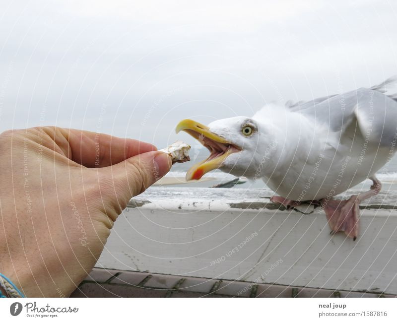 Get your hands off me! Finger food Snack Beach Hand Fingers Clouds North Sea Animal Seagull 1 To feed Feeding Aggression Brash Maritime Speed Blue Gray