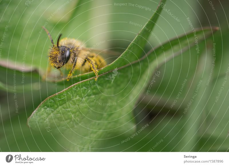 summertime Nature Plant Animal Spring Leaf Blossom Meadow Forest Wild animal Bee Animal face Wing 1 Flying Honey bee Insect earth bee earth wasp Colour photo