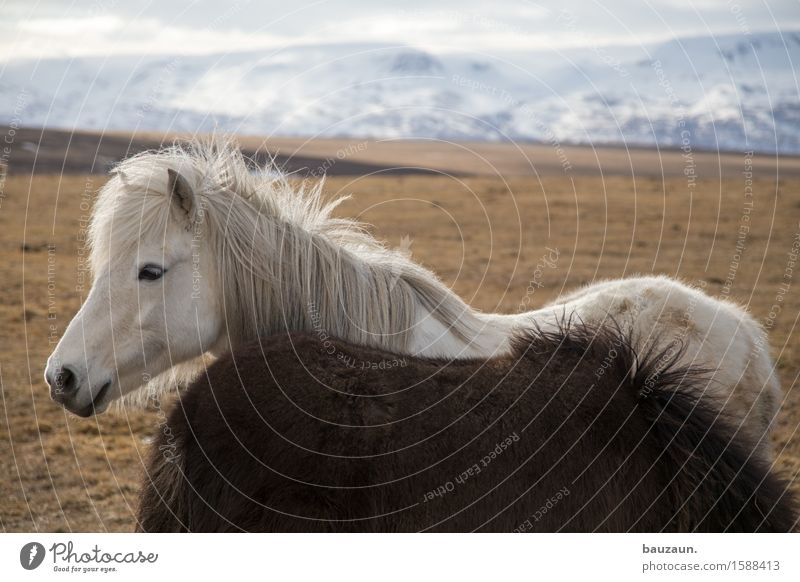flocke. Leisure and hobbies Ride Equestrian sports Environment Nature Landscape Earth Climate Weather Beautiful weather Ice Frost Grass Mountain Iceland Animal