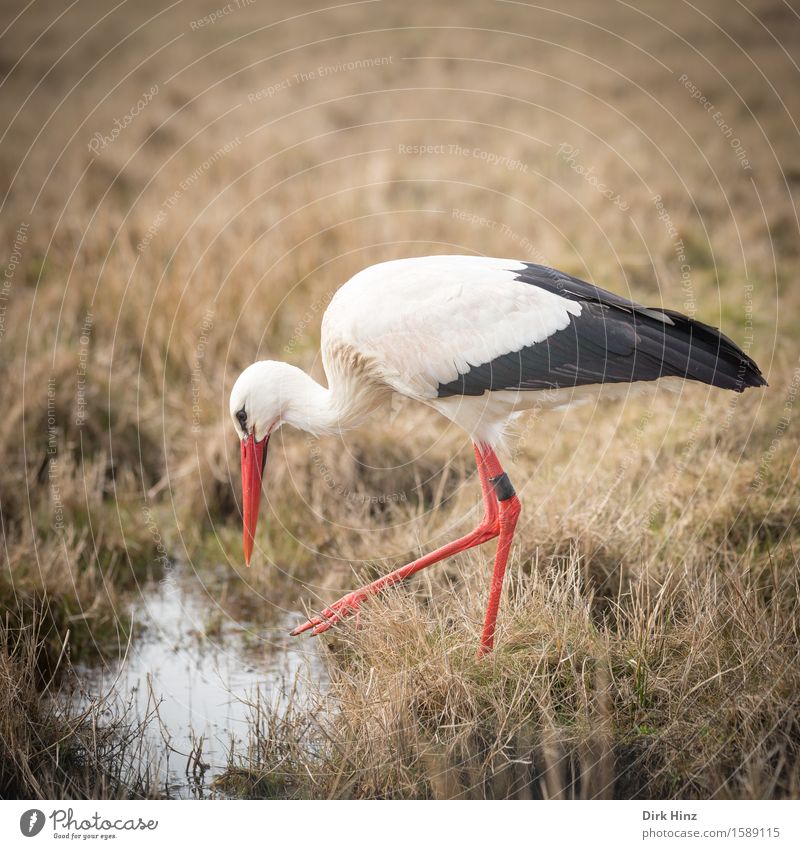 Stork III Wild animal Bird 1 Animal Tourism Environment Environmental protection Horizon Elegant Vacation & Travel North Frisland St. Peter-Ording Birth