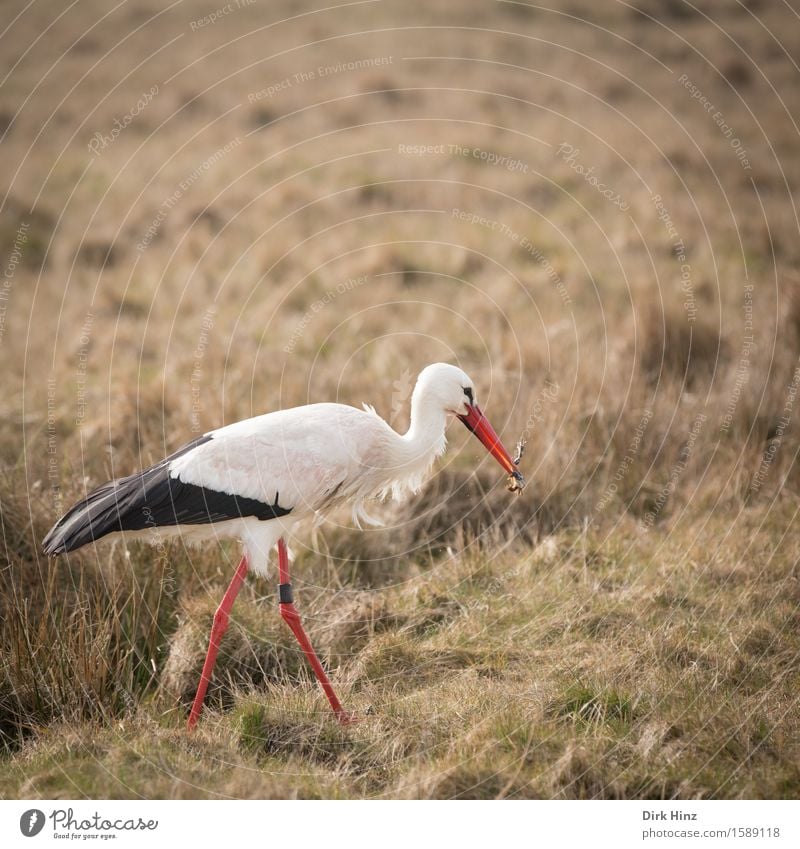 Stork with frog V Meadow Bird Wing 1 Animal Red Elegant Wild Wild animal Vacation & Travel Birthday Free White Stork Migratory bird Stride bird Beak Feather