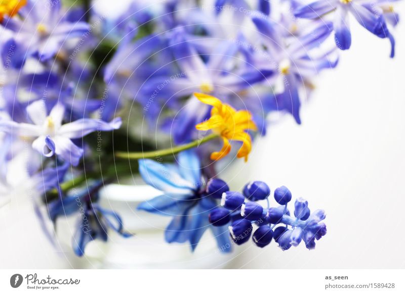 spring flowers Life Harmonious Contentment Decoration Mother's Day Easter Environment Nature Plant Spring Blossom Hyacinthus Muscari Celandine blue star