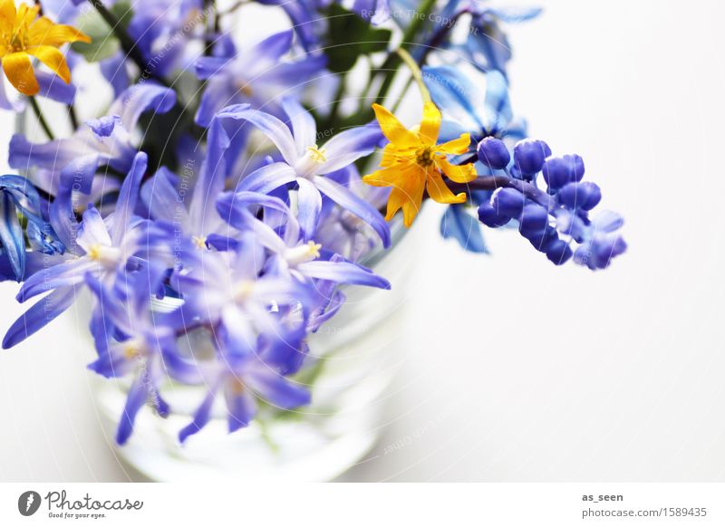 Self Picked Joy Life Harmonious Trip Decoration Mother's Day Easter Nature Spring Summer Climate Plant Flower Blossom blue star Celandine Hyacinthus Muscari
