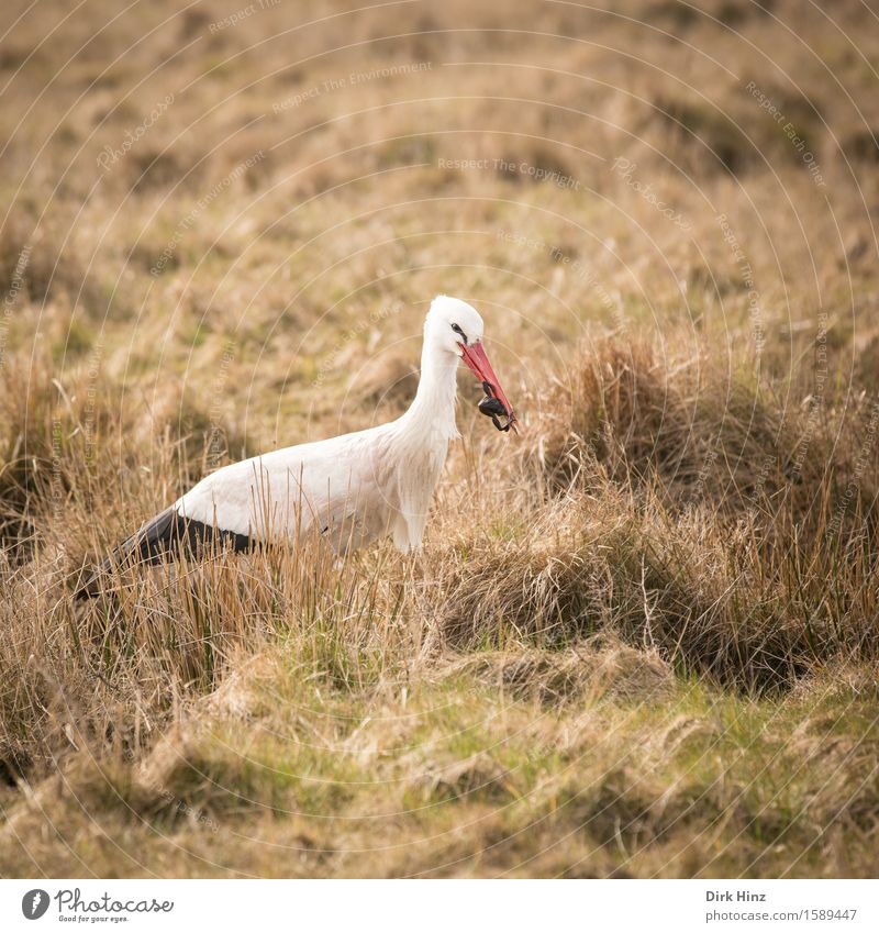 Stork with frog VI Environment Nature Meadow Bog Marsh Red Vacation & Travel To feed Foraging White Stork Beak Poultry Migratory bird Stride bird