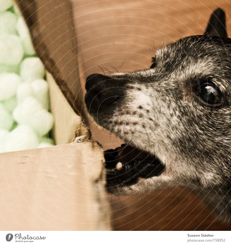 Hmm, yummy cardboard box!!! Dog To feed Appetite Cardboard box Paper Bolster Logistics Muzzle Mouth Set of teeth Old Eyes Ear Pelt Nose Mammal