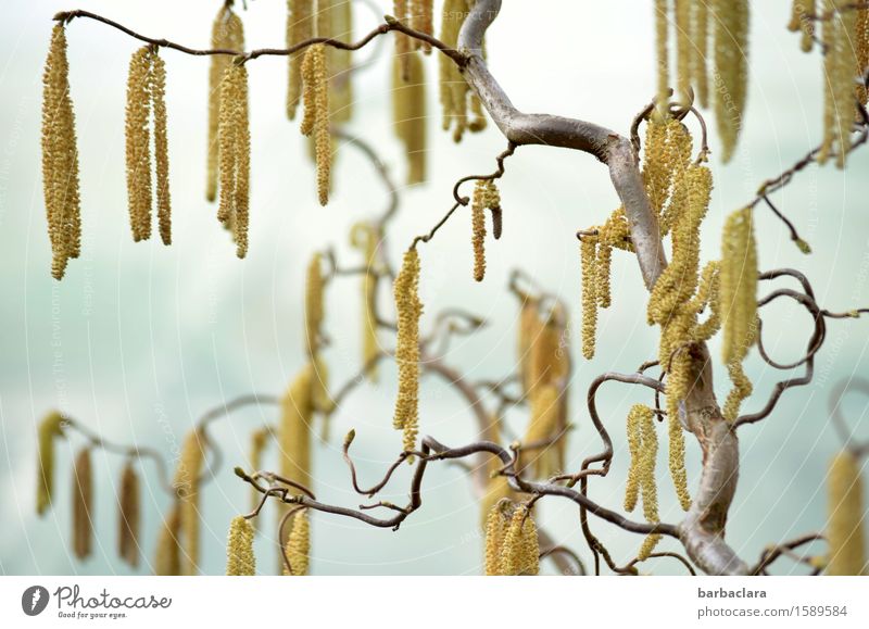 tree ornaments Nature Plant Sky Spring Climate Tree Bushes twigs and branches Hazelnut Blossoming Bright Gold Spring fever Bizarre Environment Colour photo