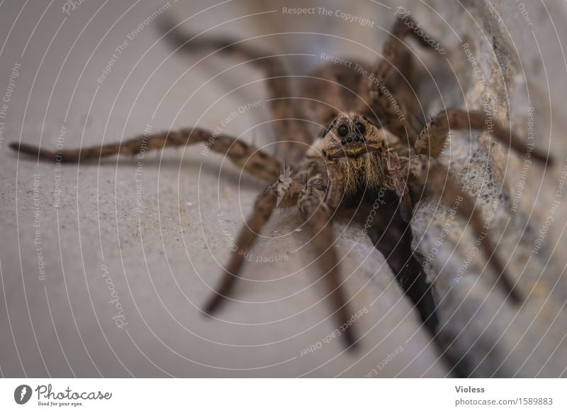 Spider Macro eyes Macro (Extreme close-up) Alarming Animal portrait Close-up