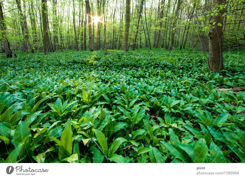 wild garlic Herbs and spices Club moss Nutrition Environment Nature Landscape Plant Sun Sunlight Spring Beautiful weather Tree Leaf Foliage plant Wild plant