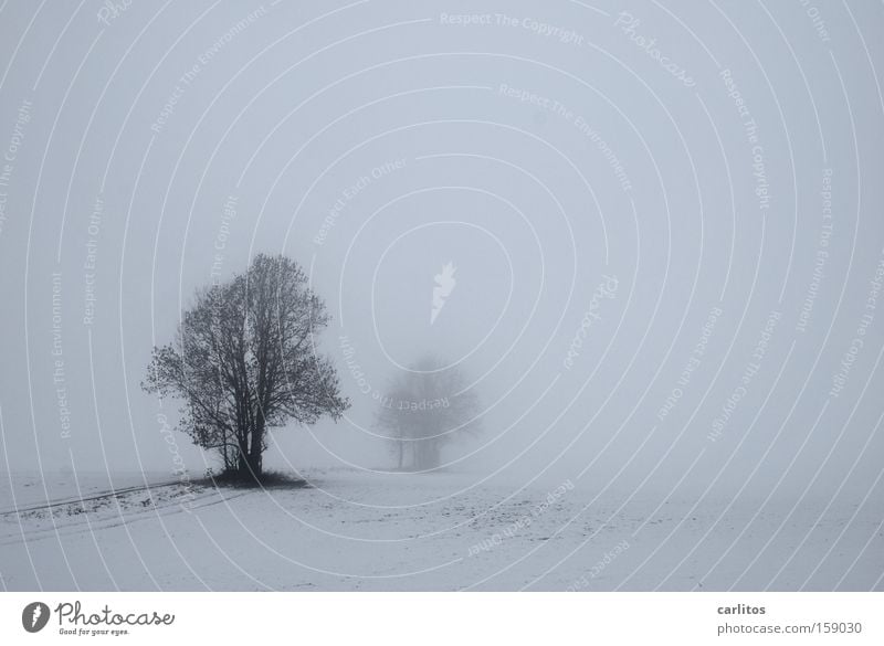 rest Winter Fog Frost Calm Grief To be silent Tree White Diffuse Blur Motionless Distress Think Snow Sadness