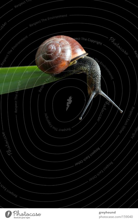 On the Abyss Snail Snail shell Downward Edge Leaf Plant Distress Brave Emotions Crawl Animal Fear Panic