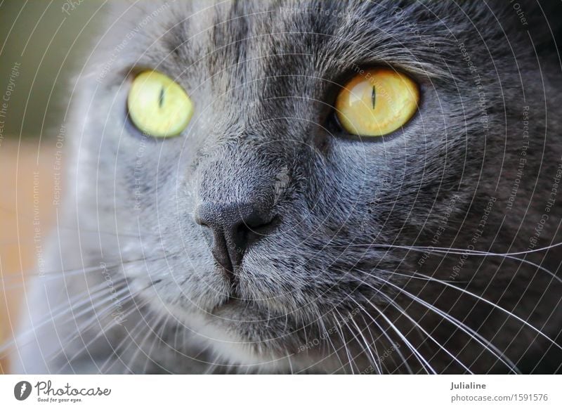 Cat portrait with yellow eyes Face Animal Moustache Pet Near Blue Yellow Gray Mammal whiskers sideburns close Colour photo