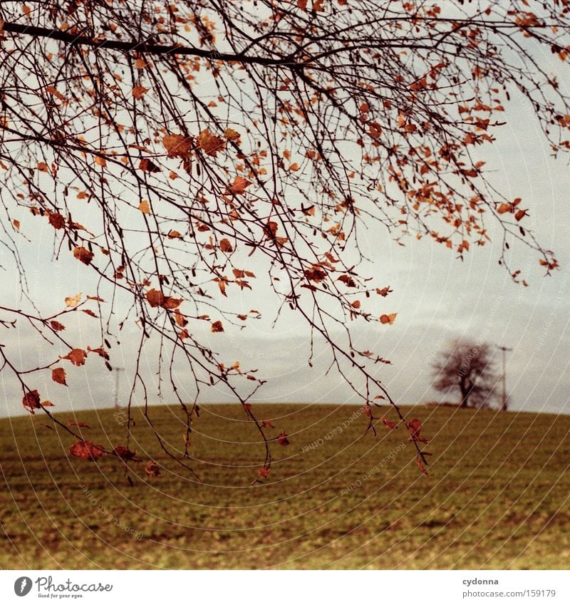 The last leaves Autumn Tree Nature Field Landscape Longing Analog Far-off places Branch Twig Leaf Wind Beautiful Air