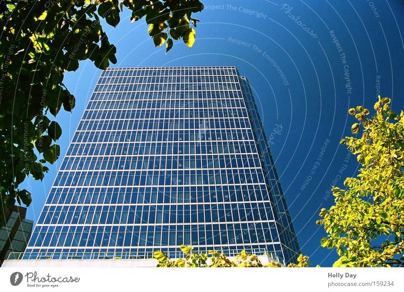 Glass house in frame High-rise Blue sky New Town Bright Block Leaf Tree Frame Clear sky Cloudless sky Worm's-eye view Vertical Skyward Glas facade Monumental