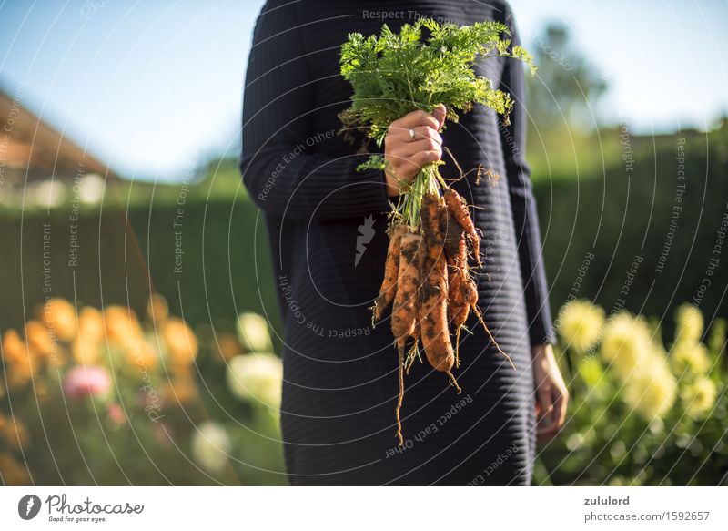 carrots Healthy Feminine Young woman Youth (Young adults) 1 Human being Carrot Green Garden Gardening Harvest Organic produce self-grown Domestic farming