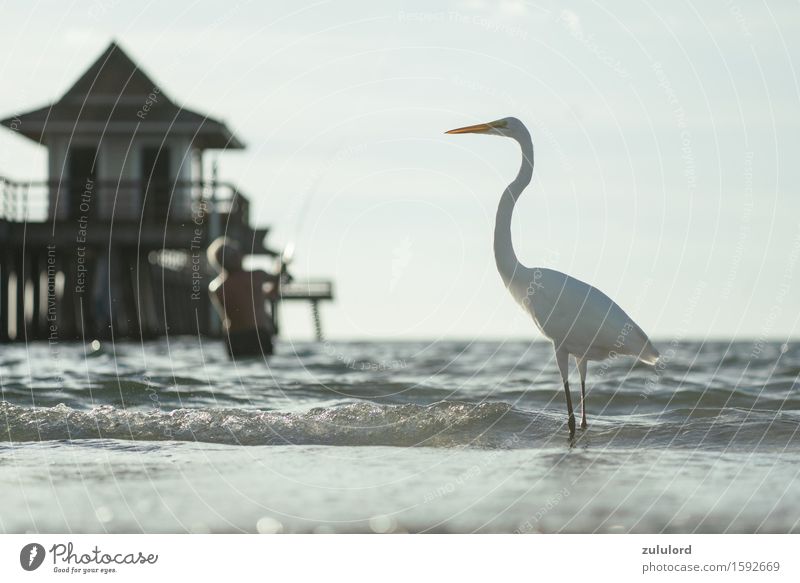 the Heron Bird Turquoise White Pride Vacation & Travel Angler Jetty Ocean Waves Water Wet Animal waterfowl Leisure and hobbies Shallow depth of field Blur