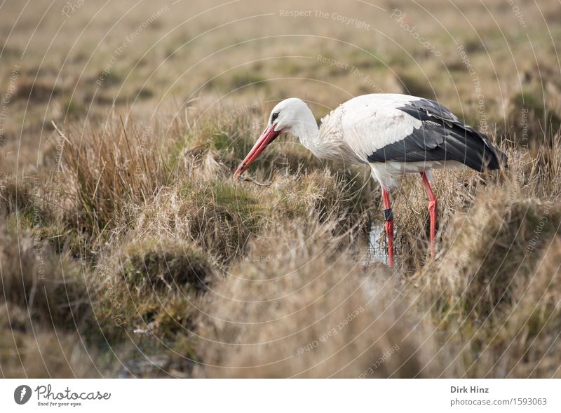 Stork & Frog Food Environment Nature Landscape Plant Animal Meadow Bog Marsh Eating To feed Delicious Natural Voracious Success Transience White Stork