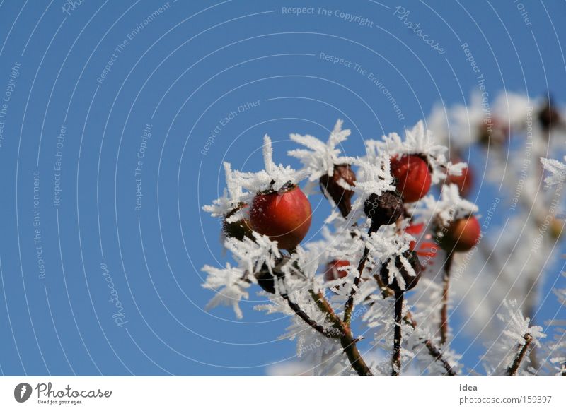 rose hips Rose hip Hoar frost Snow Sky Background picture Autumn Winter Red Blue White Thorn Thorny Nature Park Dog rose
