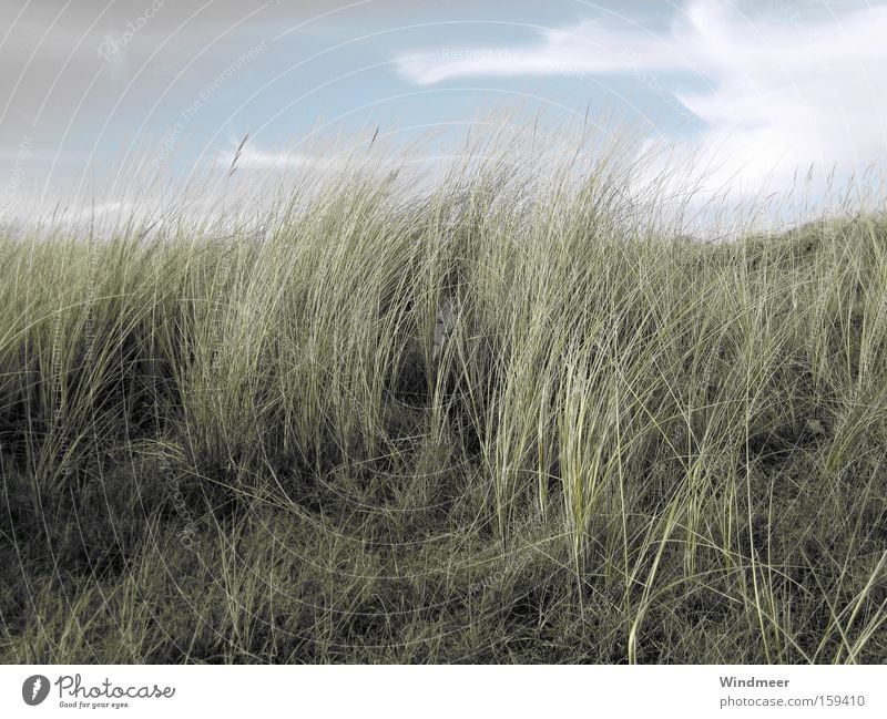 in the North Sea breeze Beach Ocean Landscape Plant Sky Clouds Wind Grass Coast Natural Beach dune Netherlands Dreary Walcheren Dune Subdued colour