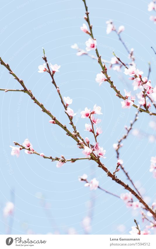 peach blossom Plant Sky Spring Summer Beautiful weather Tree Flower Bushes Blossom Agricultural crop Exotic Apricot tree Peach blossom Almond blossom La Palma