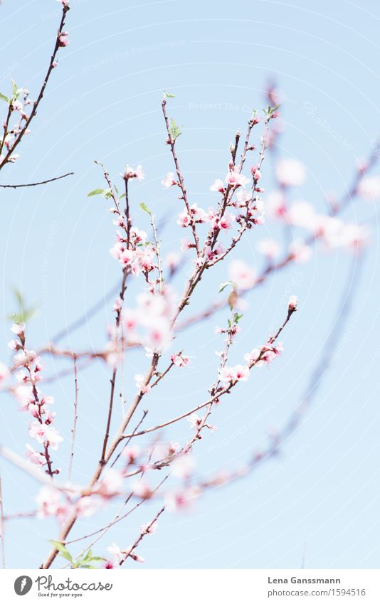 peach blossom Contentment Relaxation Meditation Environment Nature Landscape Plant Sky Sun Spring Bushes Blossom Agricultural crop Almond blossom Apricot tree