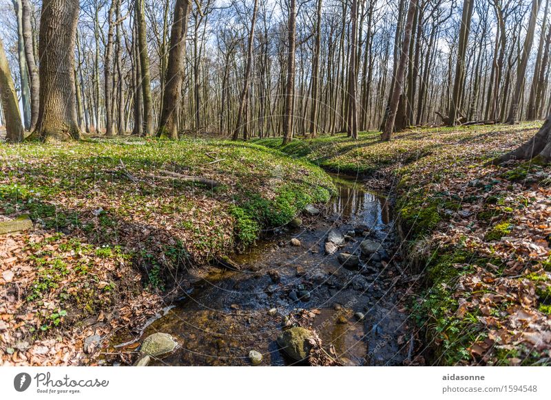 ghost forest Nature Landscape Forest Contentment Caution Serene Patient Calm Colour photo Multicoloured Exterior shot Deserted Day Worm's-eye view