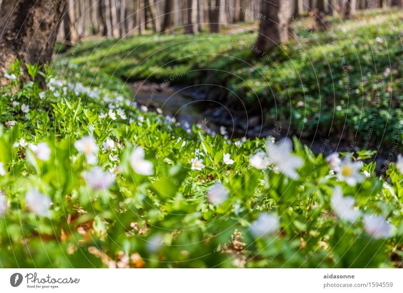 March cup Nature Landscape Plant Spring Blossom Forest Happy Attentive Caution Serene Patient Calm Colour photo Exterior shot Deserted Day