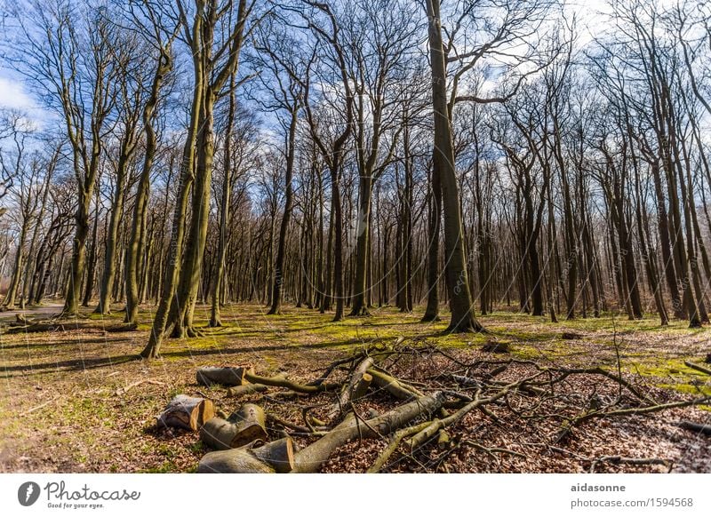 ghost forest Nature Landscape Spring Beautiful weather Forest Contentment Spring fever Peaceful Attentive Serene Calm Ghost forest Nienhagen Colour photo