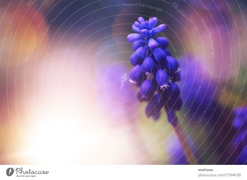 grape Elegant Style Nature Sun Spring Plant Flower Blossom Wild plant asparagus plant Muscari Bulb flowers Garden Blur Light (Natural Phenomenon) Flare