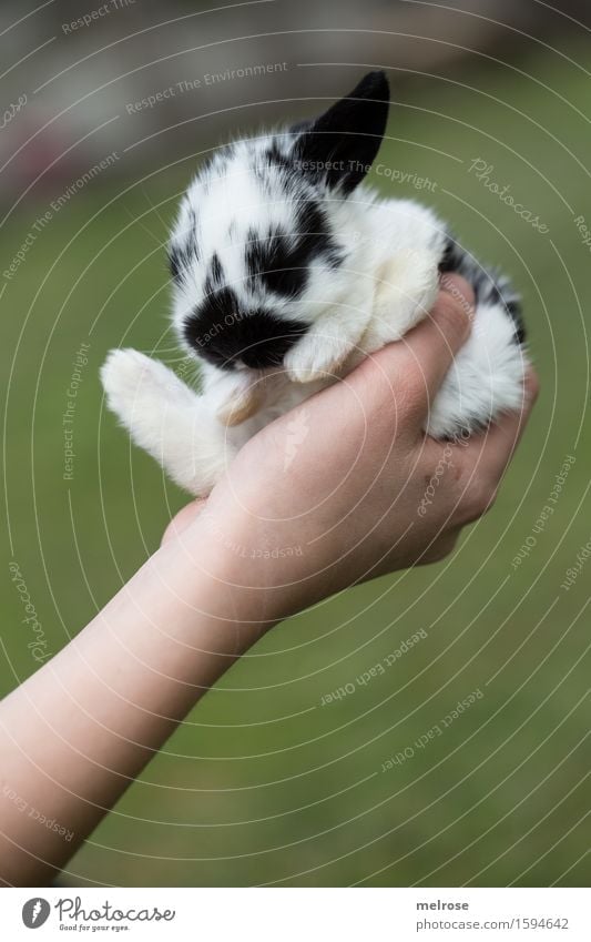 One-Ear-Bunny Girl Arm Hand Fingers 1 Human being 8 - 13 years Child Infancy Pet Animal face Pelt Paw baby hare Pygmy rabbit hare spoon Rodent Mammal