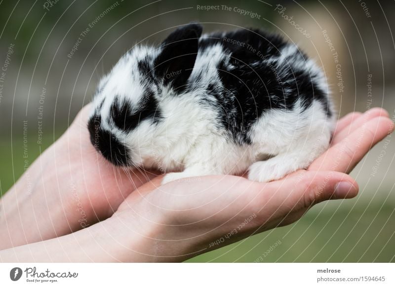 A handful of sugar II Girl Arm Hand Fingers 1 Human being 8 - 13 years Child Infancy Pet Animal face Pelt Paw baby hare Pygmy rabbit hare spoon Rodent mammals