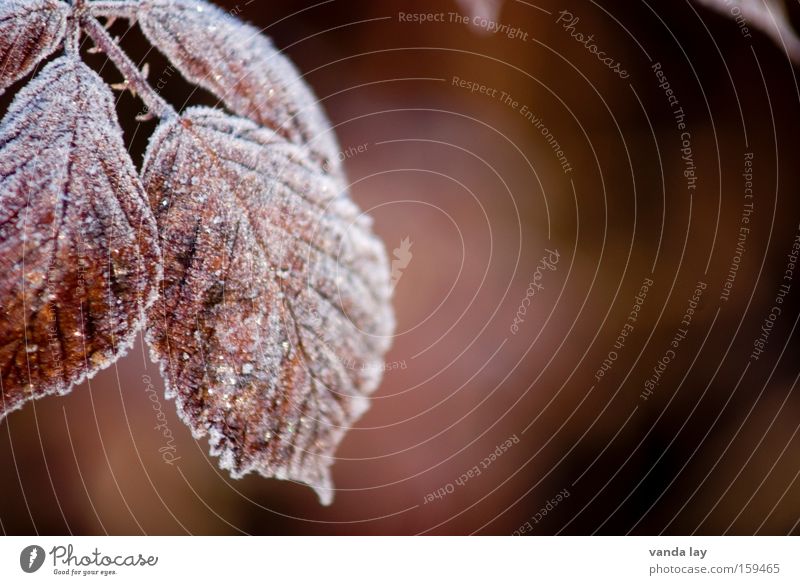 rust red Blackberry Autumn Winter Plant Hoar frost Red Leaf Thorn Detail Background picture Cold January February December Autumnal colours Nature