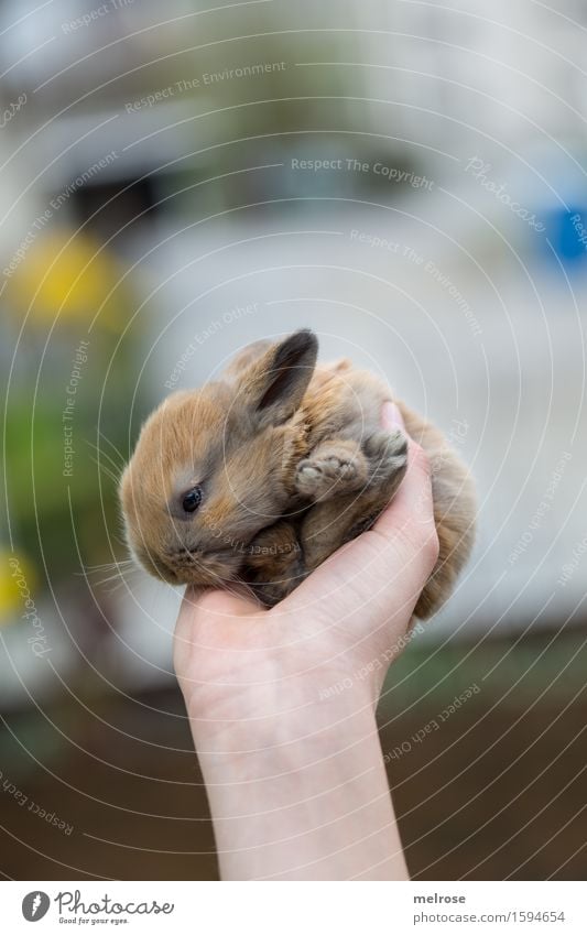 a new day ... Girl Arm Hand 1 Human being 8 - 13 years Child Infancy Spring Flower Garden Pet Animal face Pelt Paw Pygmy rabbit baby hare Rodent Mammal