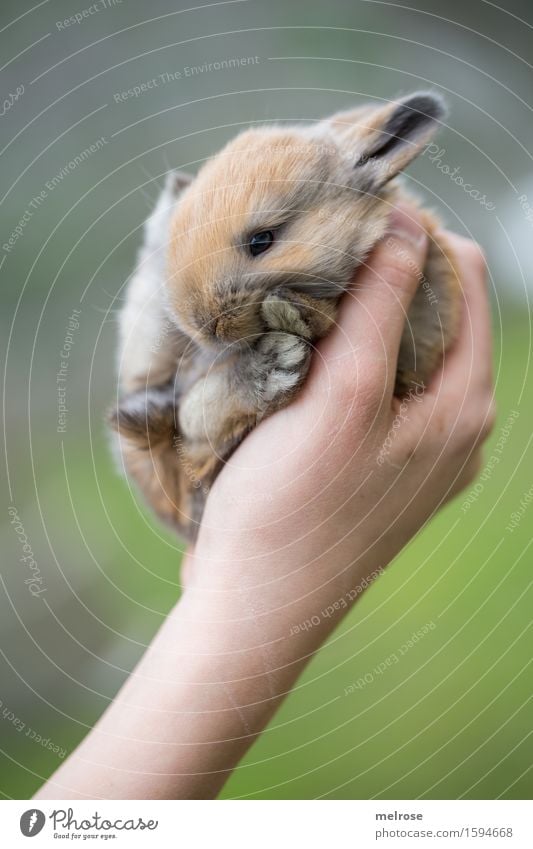 A handful of sugar Girl Arm Hand Fingers 1 Human being 8 - 13 years Child Infancy Pet Animal face Pelt Paw baby hare Pygmy rabbit Rodent Mammal hare spoon