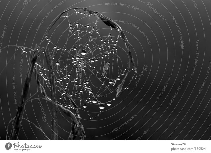 transient beauty Nature Plant Drops of water Net Dark Creepy Wet Gloomy Mysterious Transience Spider's web Delicate Dew Eerie Black & white photo Exterior shot