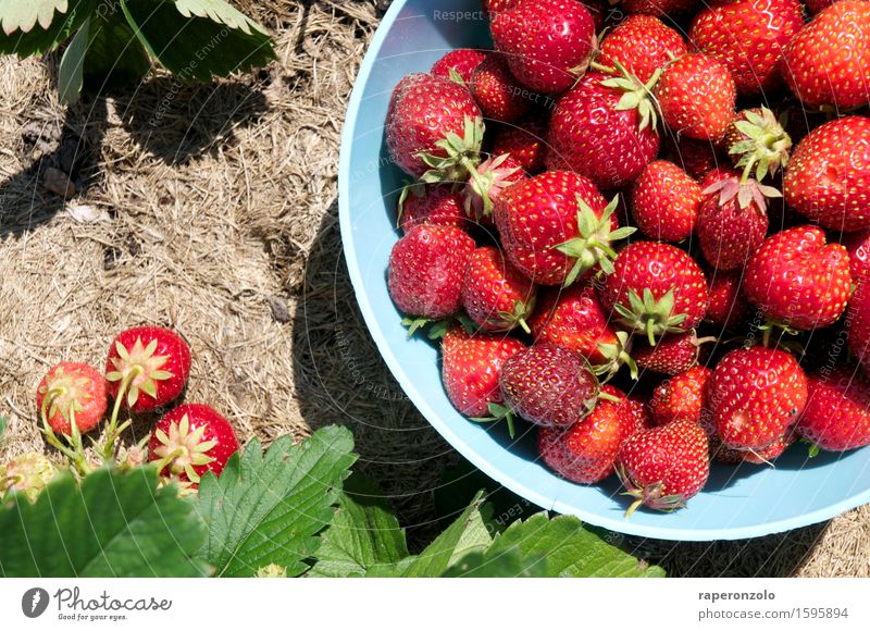 Let me take you down 'cause I'm going to ... Fruit Strawberry Plant reap Harvest Garden Eating Fresh Red abundance Field Delicious Bowl Pick Accumulate Summer