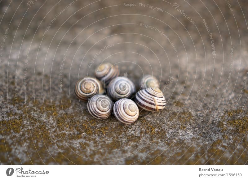 catchment Dead animal Group of animals Emotions Cute Spiral Snail shell Housing Together Circle Death Empty left Stone Concrete Moss Accumulate Round Green